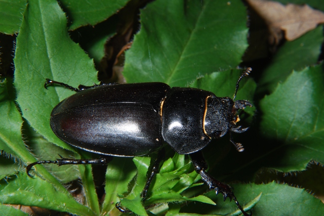 Lucanus cervus: maschio e femmina